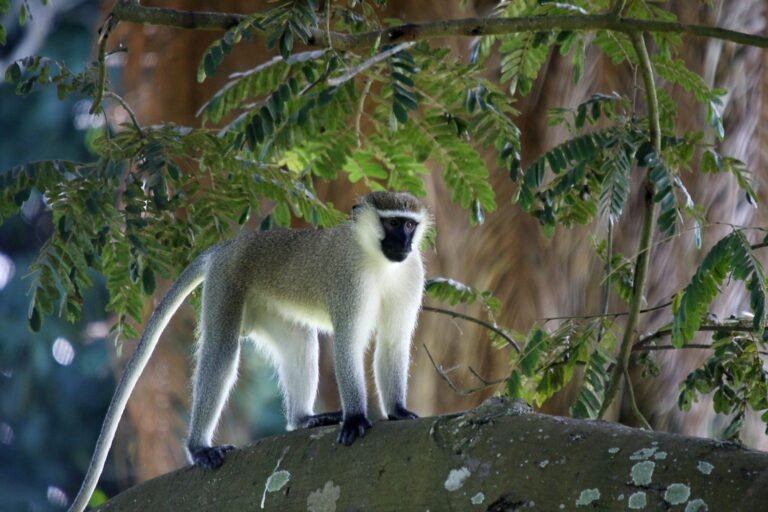 chimpanzee-looks-on-1500x1000-2