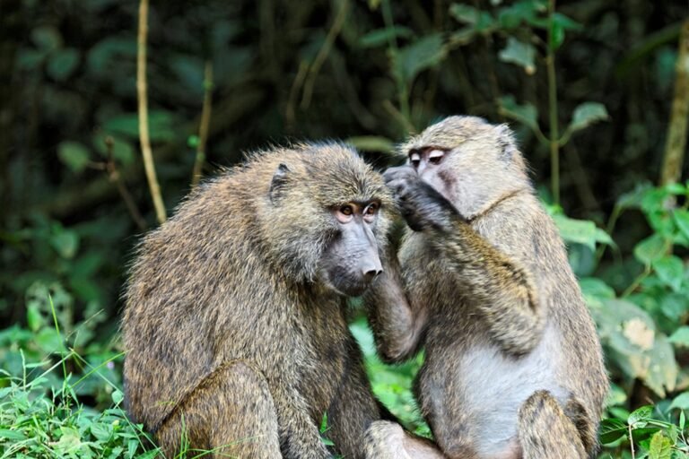 chimpanzee-1500x1000-2