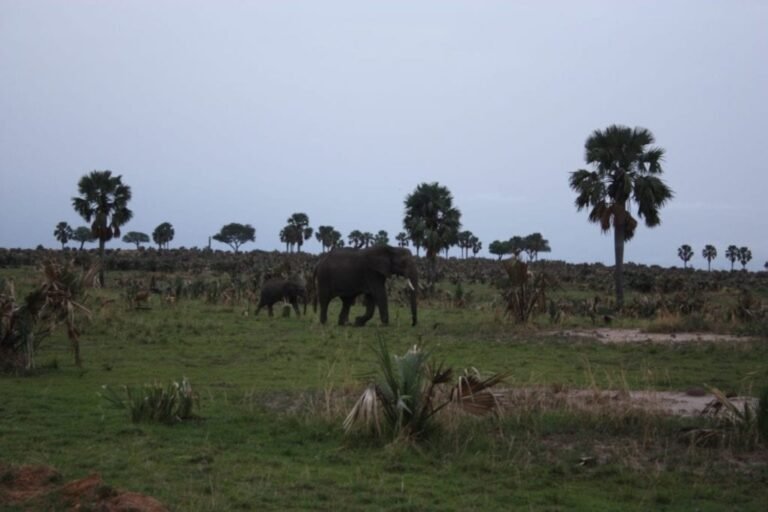 elephant-and-its-calf-1500x1000