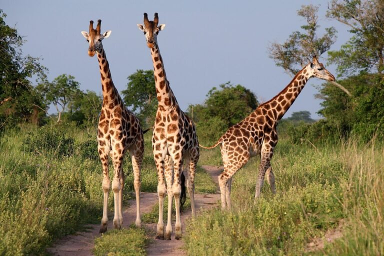 giraffes-uganda-1500x1000