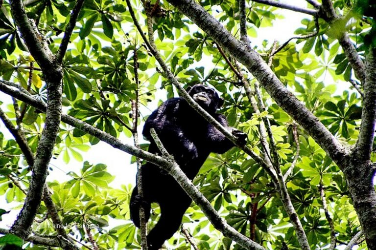 gorilla-in-tree-1500x1000