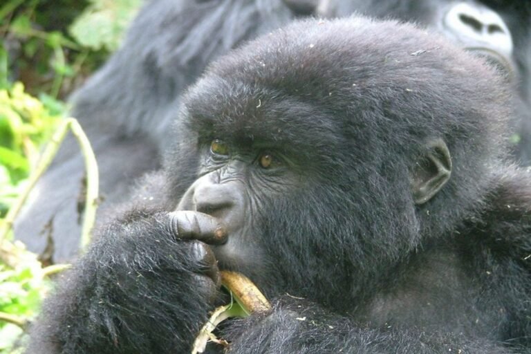 gorilla-trekking-rwanda-1500x1000